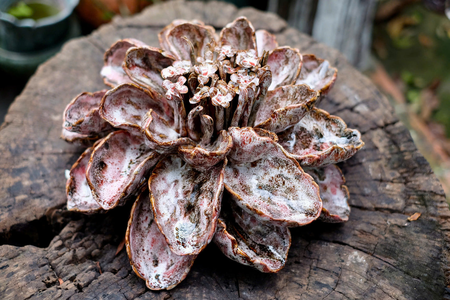 Céleste Céramique - Handcrafted Ceramic Succulent Sculpture